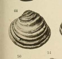 Bivalve pliocenico 02
